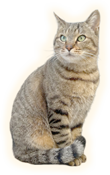 お座りするネコちゃん