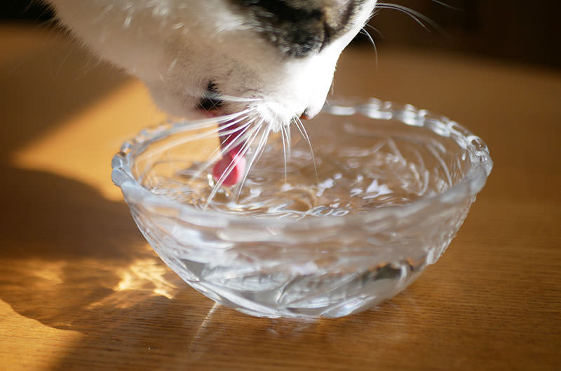 お水をたくさん飲める環境を整えましょう